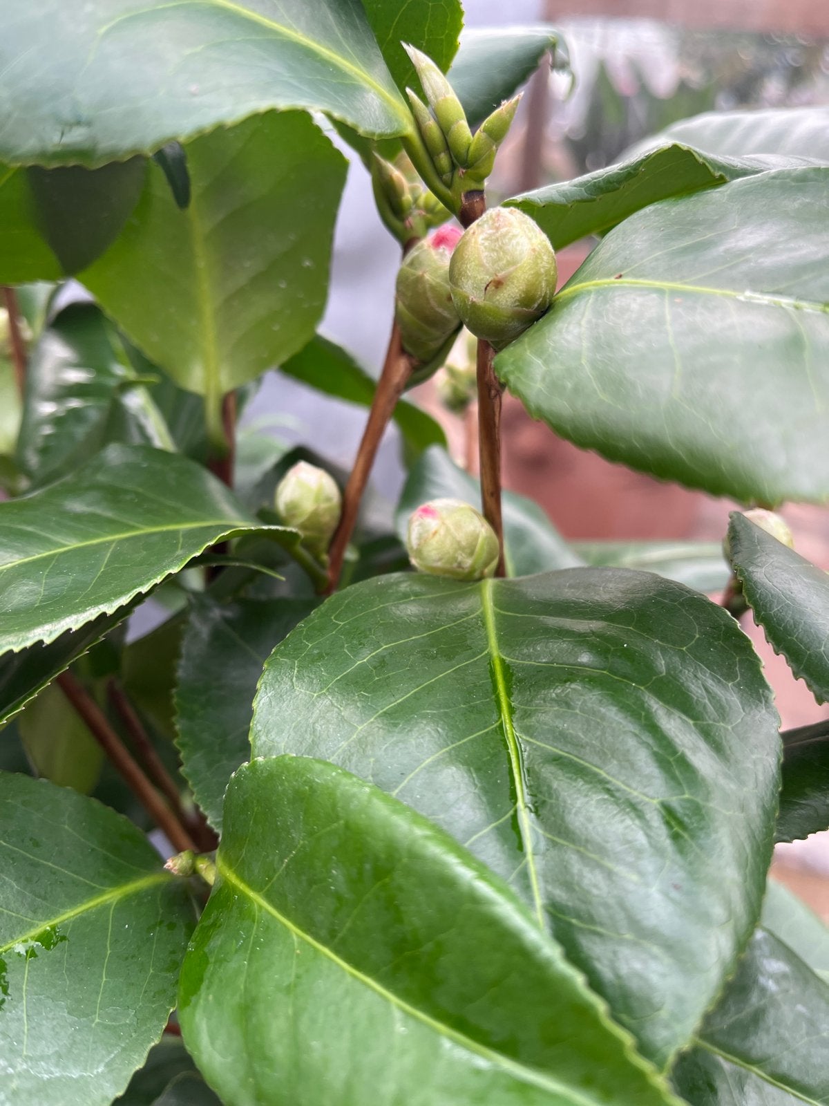Camellia Jap. 'Dr. King' - Prachtige bloeiende Camelia, Overige soorten, Vaste plant, Ophalen of Verzenden, Halfschaduw