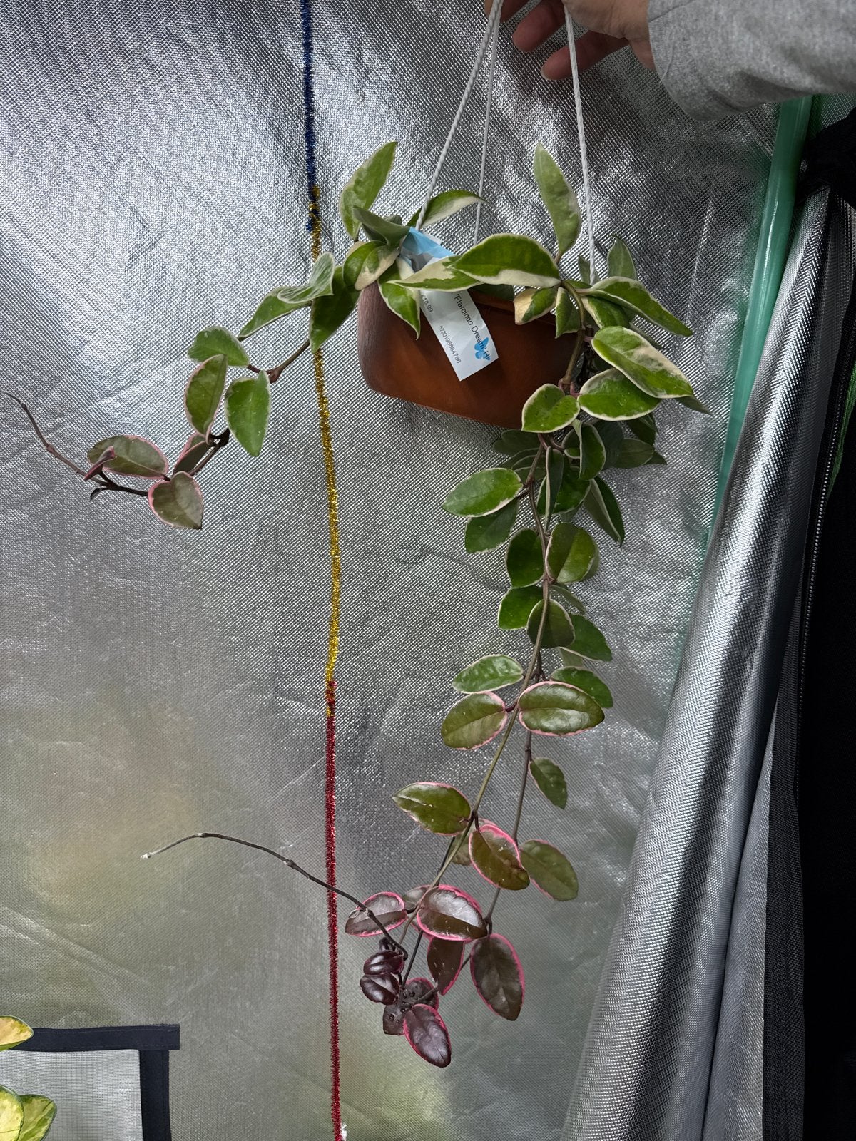 Hoya flaminao Dream - Prachtige hangplant, Overige soorten, In pot, Minder dan 100 cm, Groene kamerplant