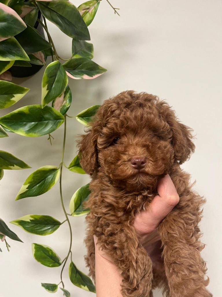 toypoedel / toy poedel puppy’s reutjes zwart en rood, Dieren en Toebehoren, Poedel, Parvo, 8 tot 15 weken, Meerdere