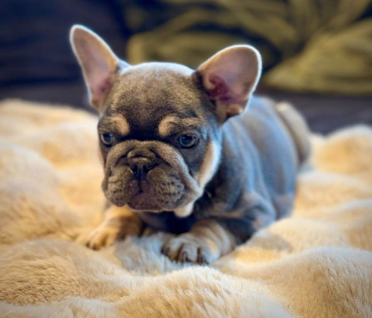 WAARSCHUWING  KOOP HIER GEEN PUPPY  FRANSE BULLDOG, Dieren en Toebehoren, België, 8 tot 15 weken, Bulldog, Meerdere