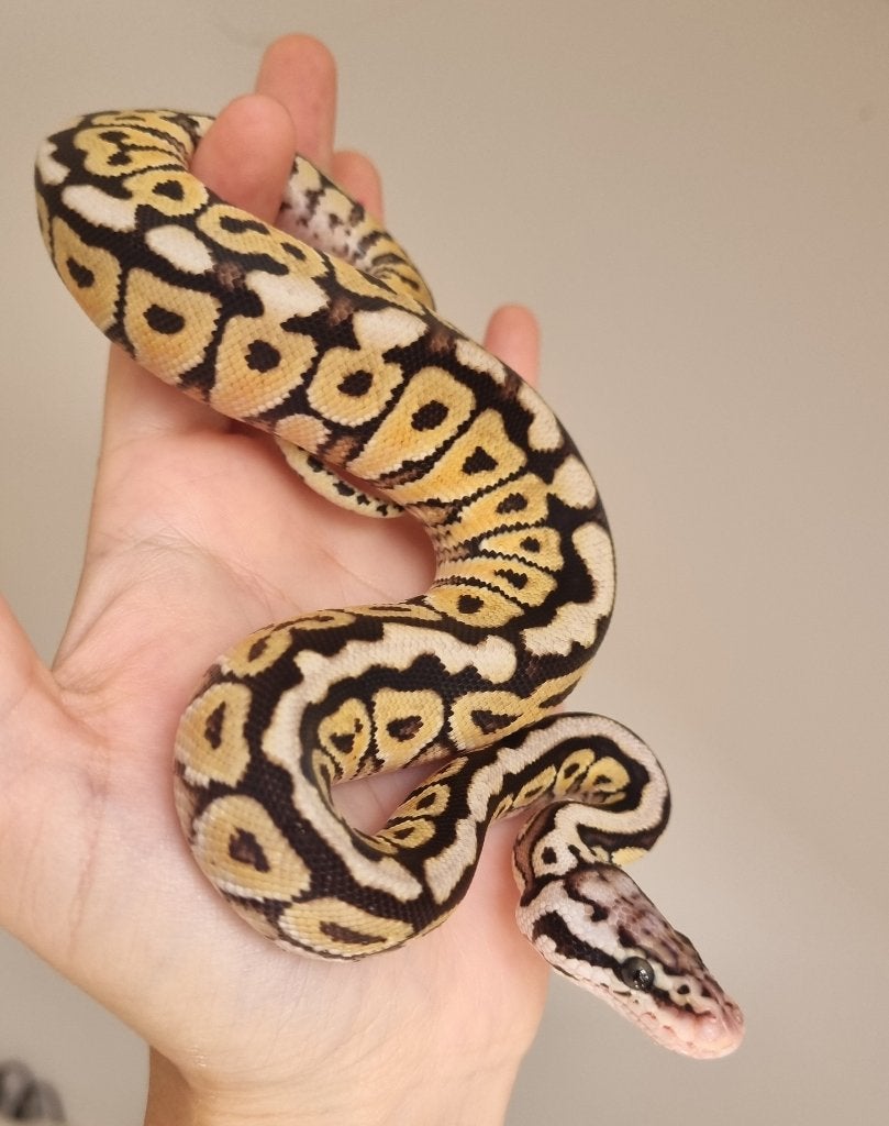 0.1 special spotnose pastel het clown koningspython Ball Python photo 2
