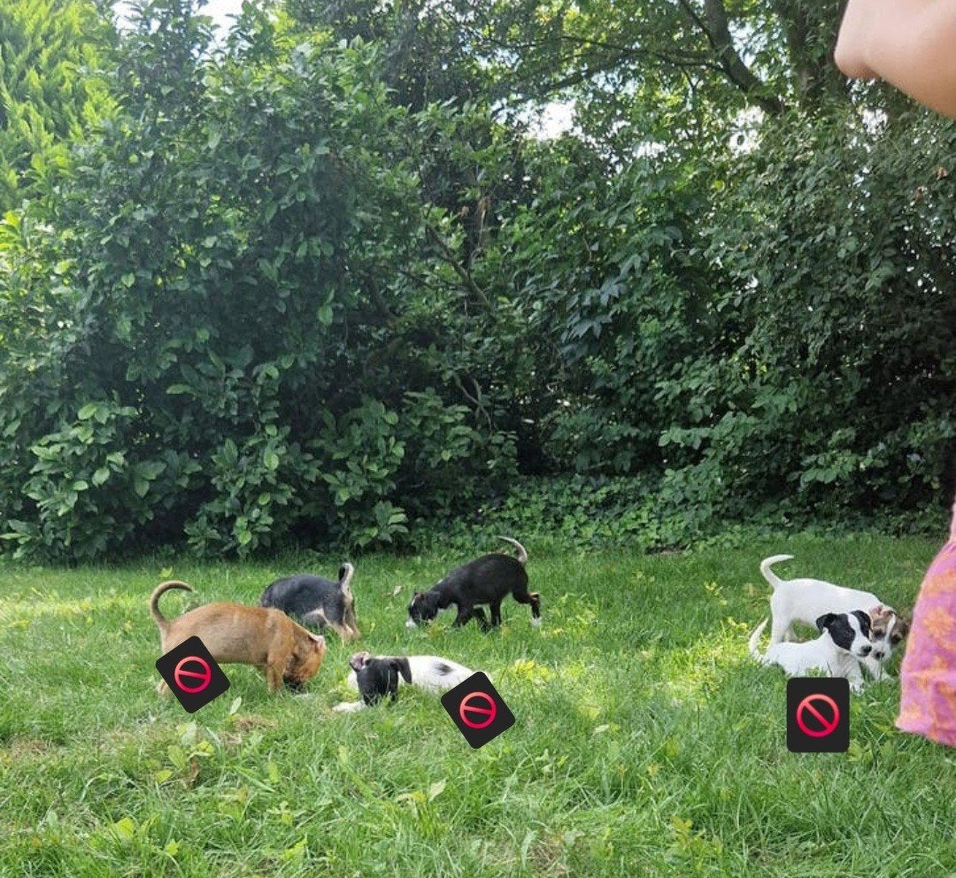 Kruising pups: Jackrussel met boerenfox x boomer pups, Dieren en Toebehoren, Honden | Niet-rashonden, 8 tot 15 weken, Meerdere