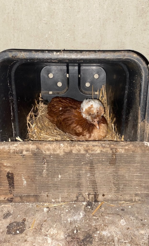 Hollandse kuifhoen kriel hen ruilen, Dieren en Toebehoren, Vrouwelijk, Kip