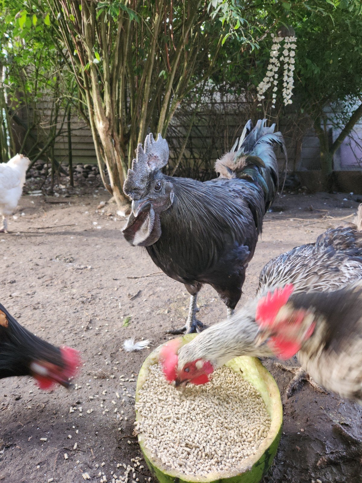 Ayam cemani haan ruilen tegen Orpington haan., Mannelijk, Kip