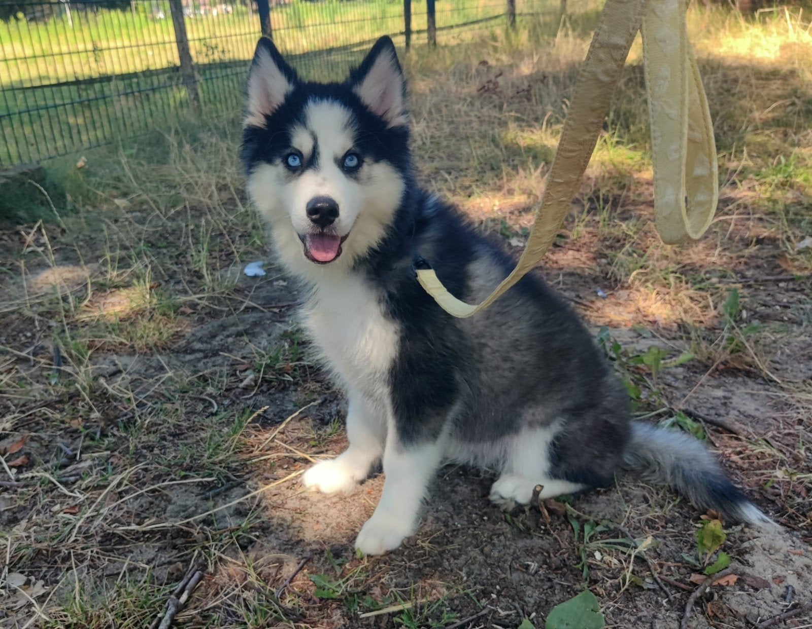 Lieve Pomsky pup, Dieren en Toebehoren, Parvo, 15 weken tot 1 jaar, Reu, Poolhond