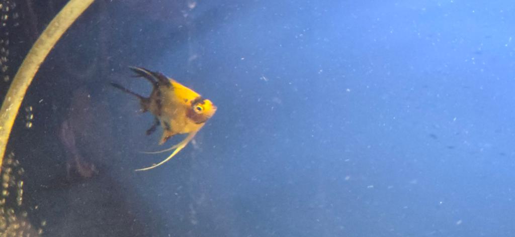 aquariumvissen te koop, Vis