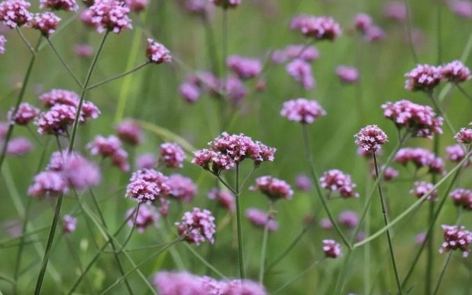 Verbena Ijzerhard zaden voor minstens 50 planten voor, Ophalen of Verzenden, Overige soorten, Halfschaduw