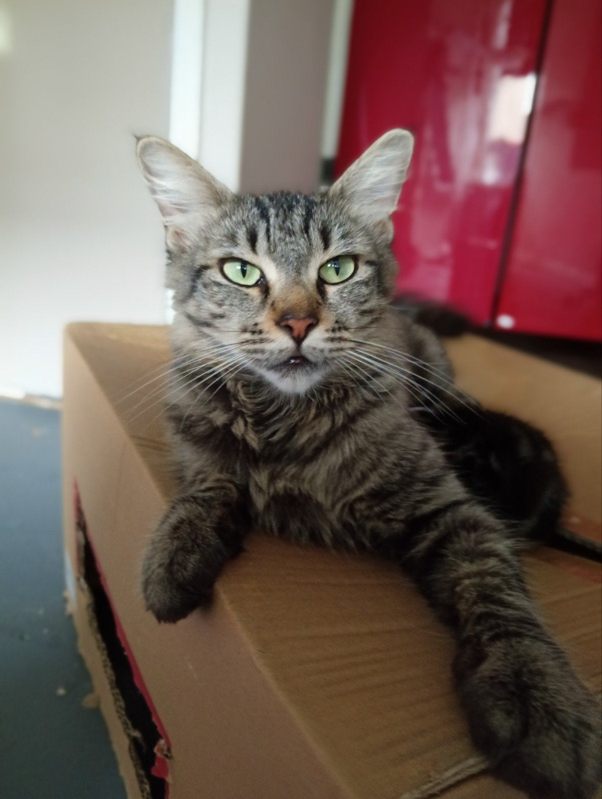 kittens, Dieren en Toebehoren, Meerdere dieren, 0 tot 2 jaar