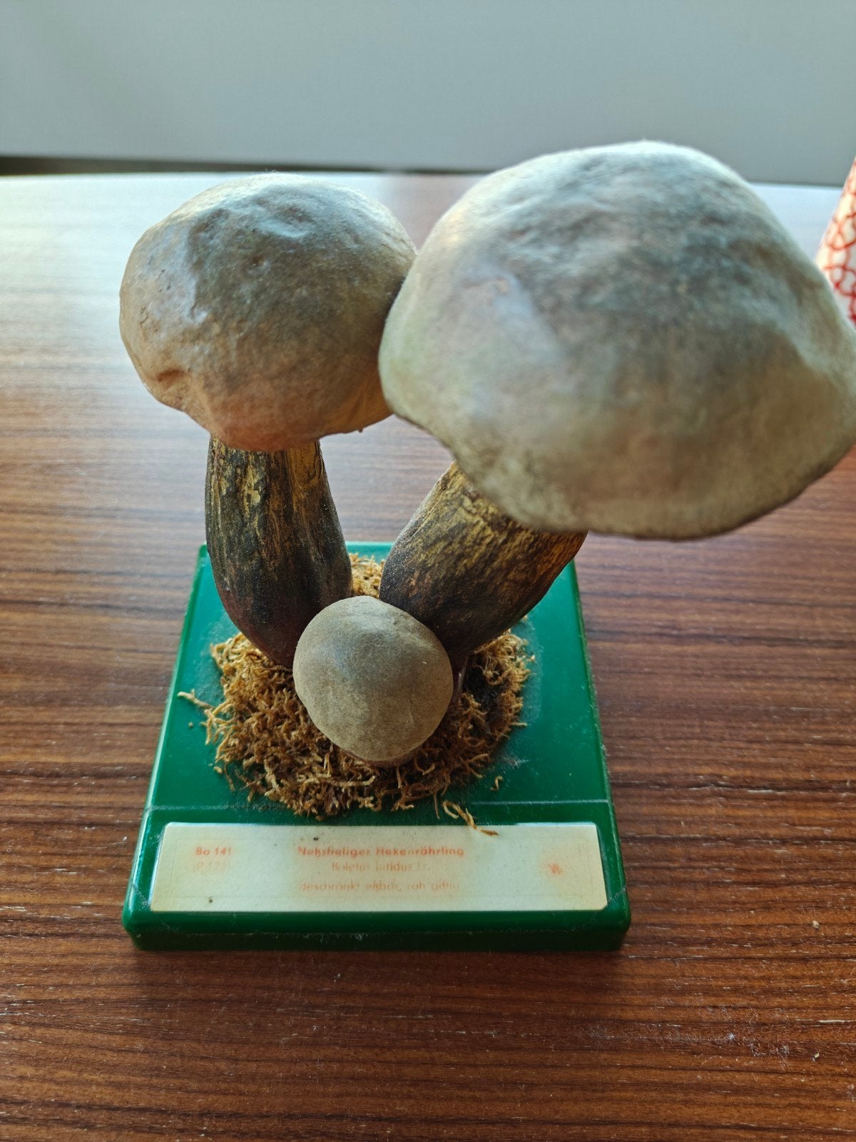 Somso botanisch model paddenstoel - Nevelzwam, Ophalen of Verzenden, Gebruikt