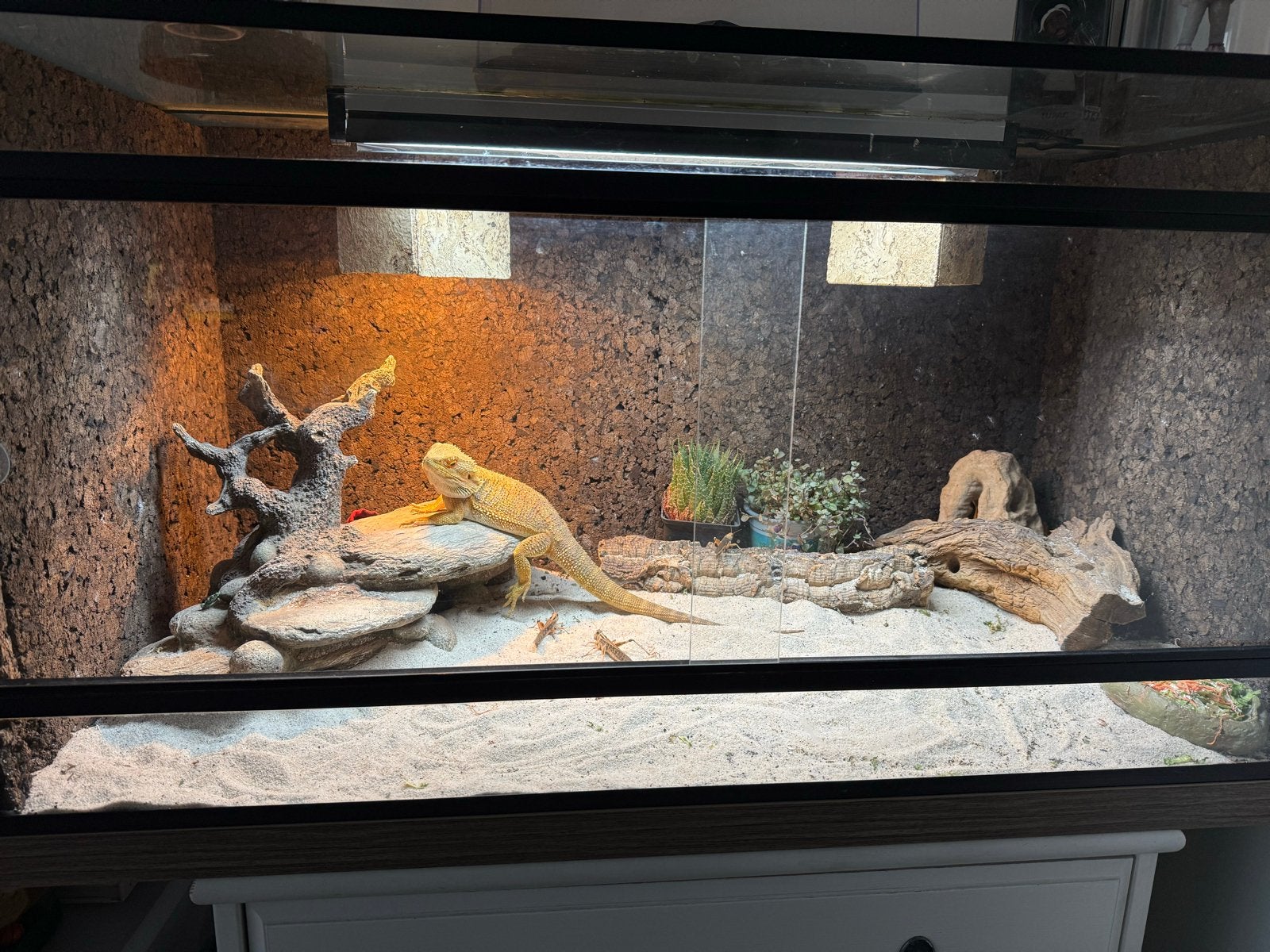 Baardagaam met terarium te koop, Hagedis, Met terrarium, 0 tot 2 jaar