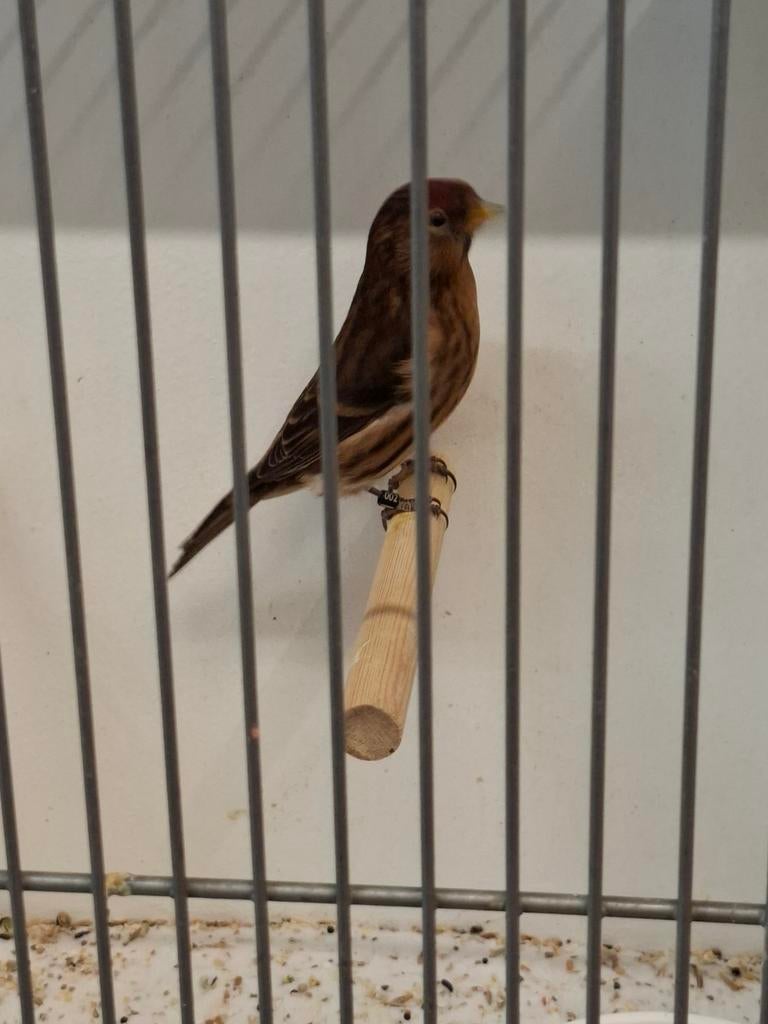 Barmsijs pop, Dieren en Toebehoren, Vogels | Overige Vogels, Vrouwelijk, Wildzangvogel, Geringd