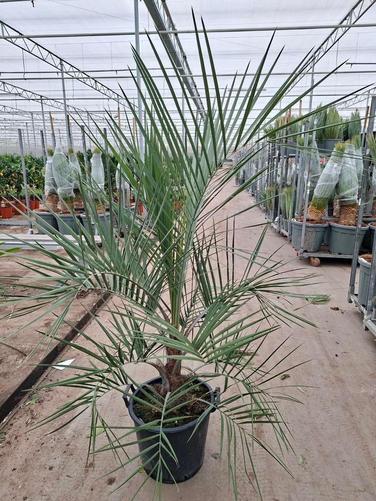 Butia Capitata - Winterhard -8 Geleipalm, Ophalen, Overige soorten, Volle zon