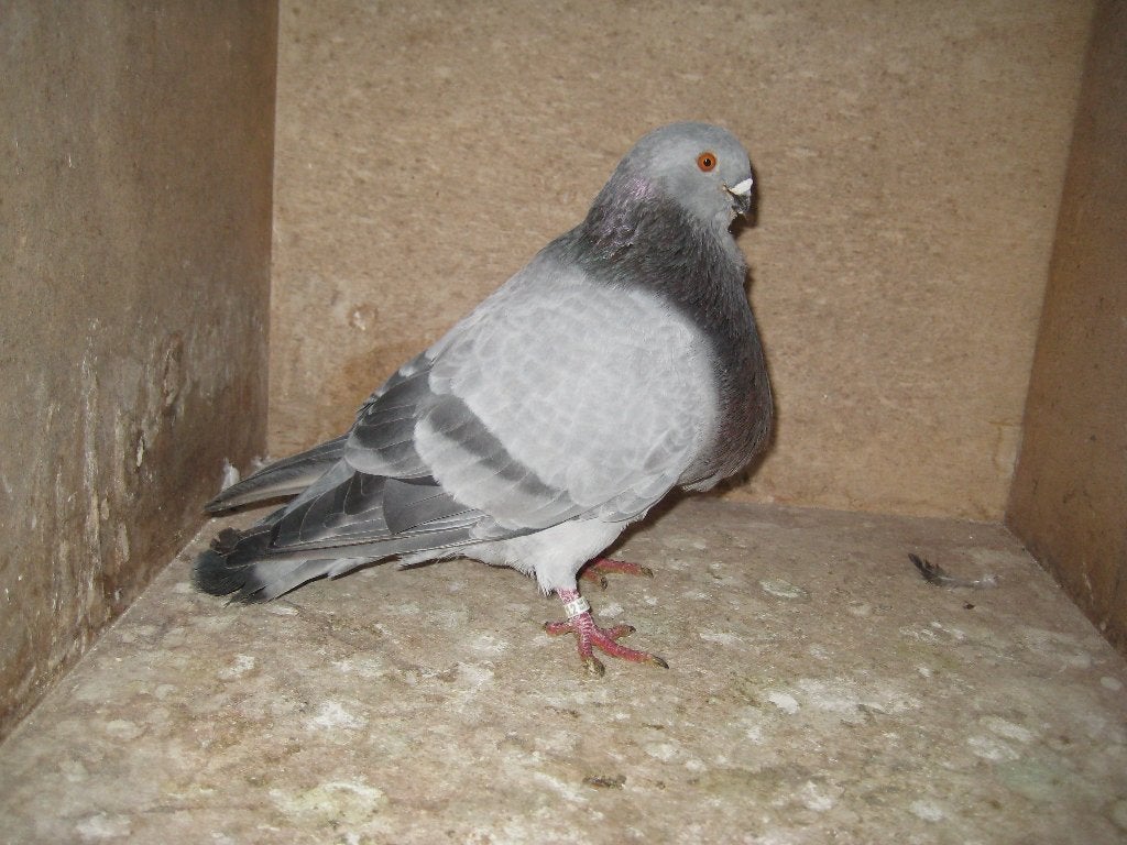 Balear kroppers, Meerdere dieren, Kropper