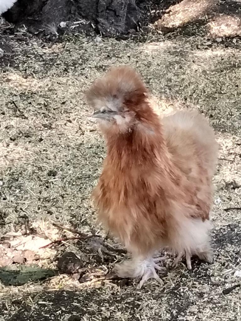 Prachtige kuikens zoeken leuk huisje, Dieren en Toebehoren, Meerdere dieren, Kip
