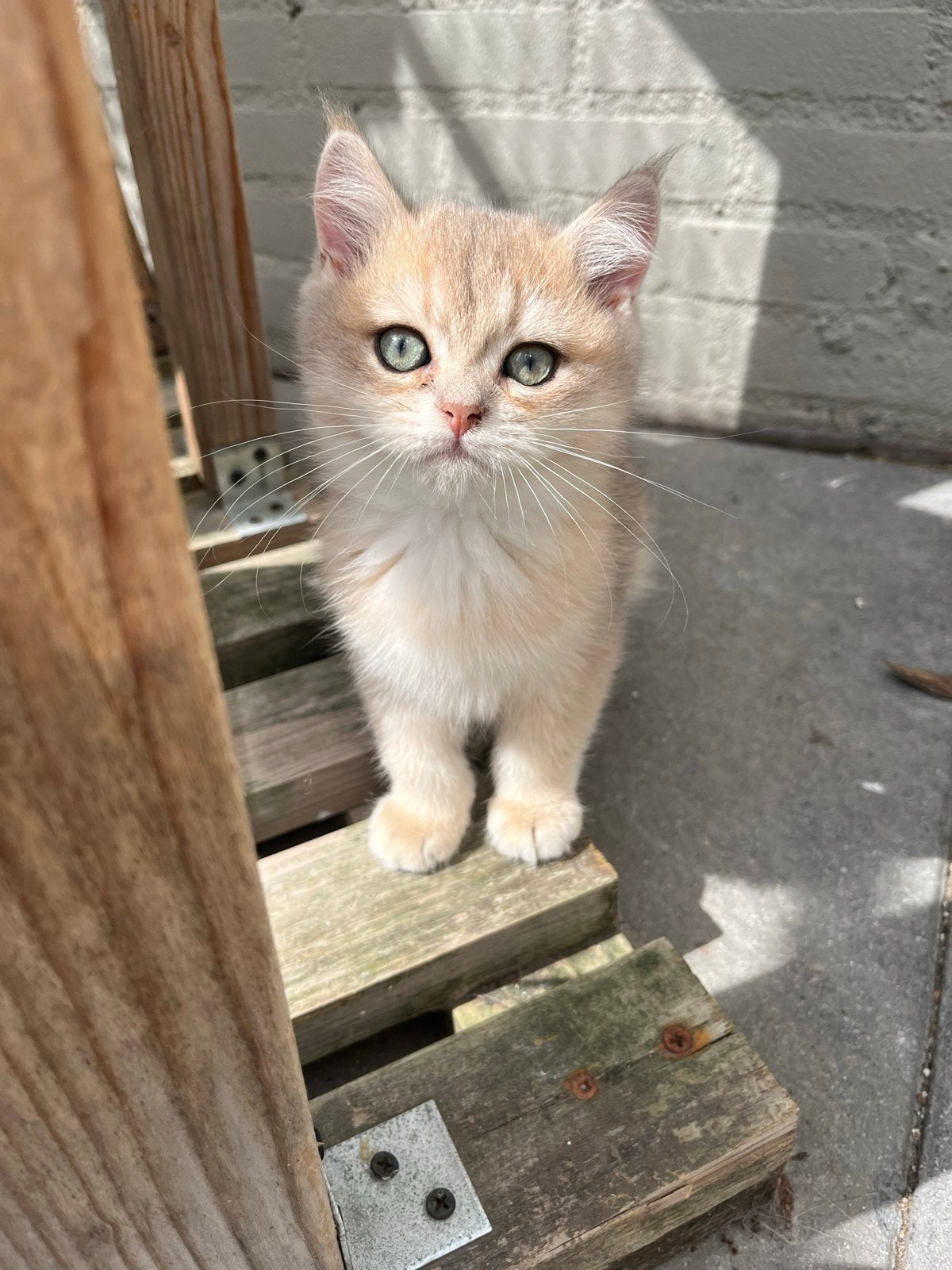 Britse korthaar kittens golden  met stamboom, Kater