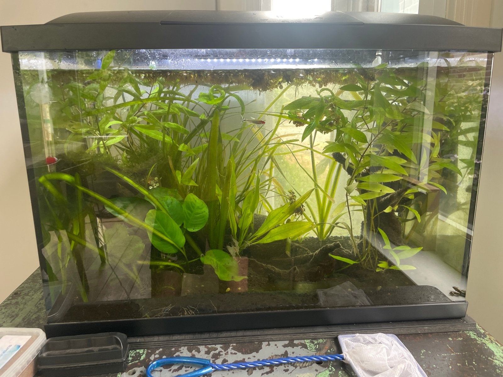 Aquarium, Dieren en Toebehoren, Ophalen of Verzenden, Zo goed als nieuw, Leeg aquarium