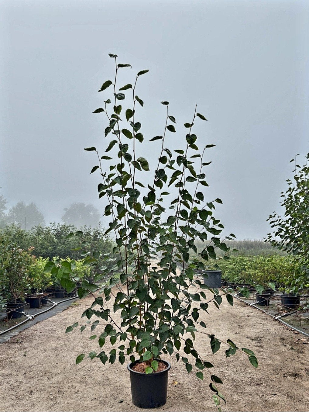 Betula utilis 'Doorenbos' witte meerstammige berk🌿, Ophalen, 100 tot 250 cm
