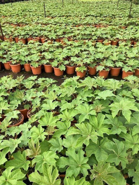 Rijstpapier plant 'Tetrapanax Papyrifera Rex' diverse maten, Vaste plant, Halfschaduw, Herfst, Ophalen