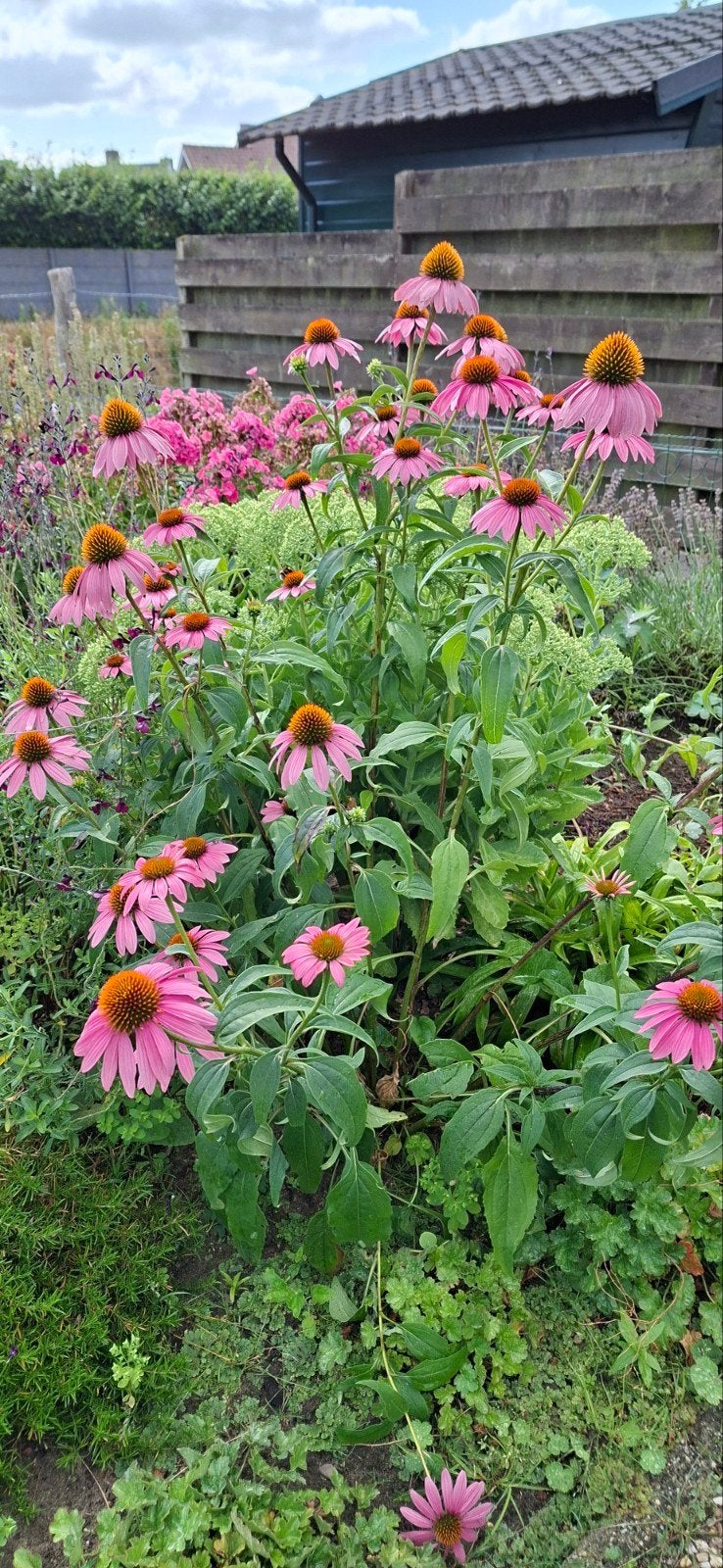 Zonnehoed.  Roze Zonnehoed., Ophalen, Overige soorten, Volle zon