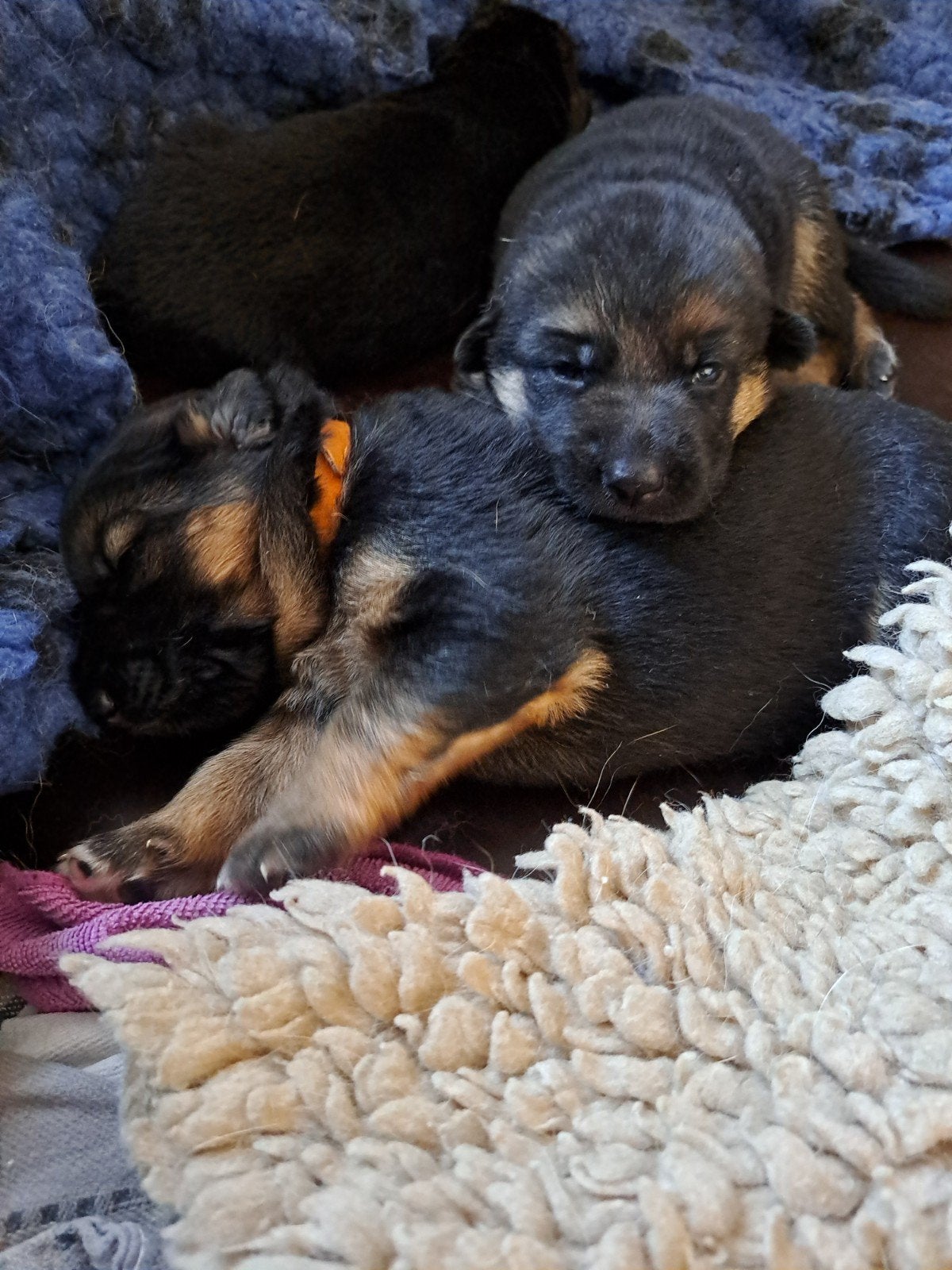 Duitse herder puppy's, 8 tot 15 weken, Meerdere, Meerdere dieren, Herder
