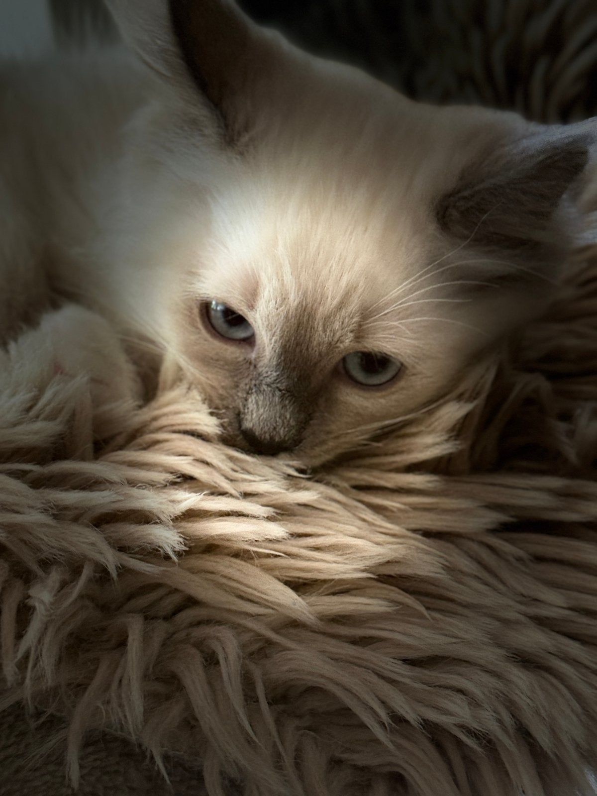 Ragdoll kittens, Dieren en Toebehoren, Meerdere dieren, Ontwormd, 0 tot 2 jaar