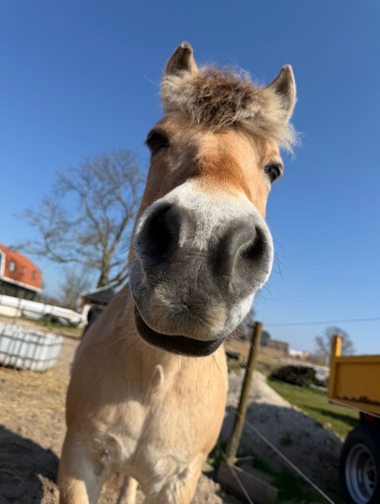 Verzorger gezocht, Ophalen of Verzenden, Nieuw