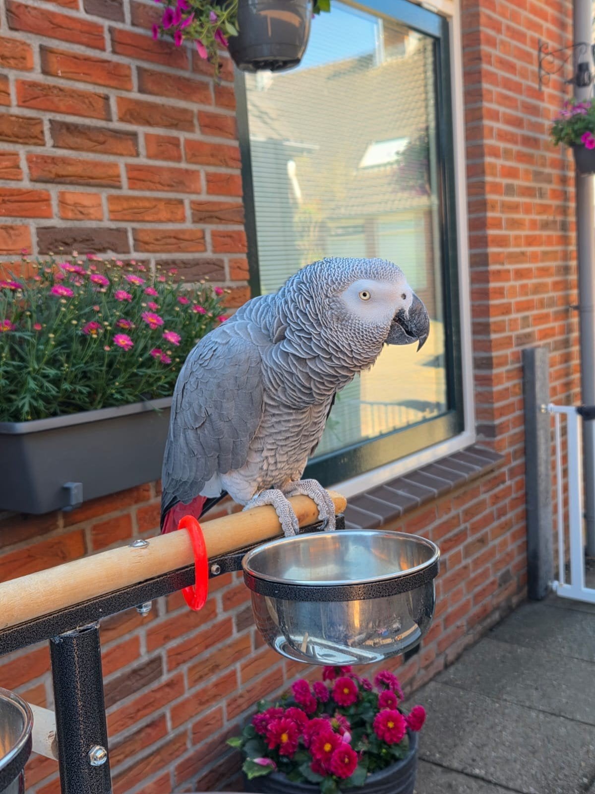 grijzer roodstaart Mannetje, Dieren en Toebehoren, Vogels | Parkieten en Papegaaien, Mannelijk, Papegaai, Pratend