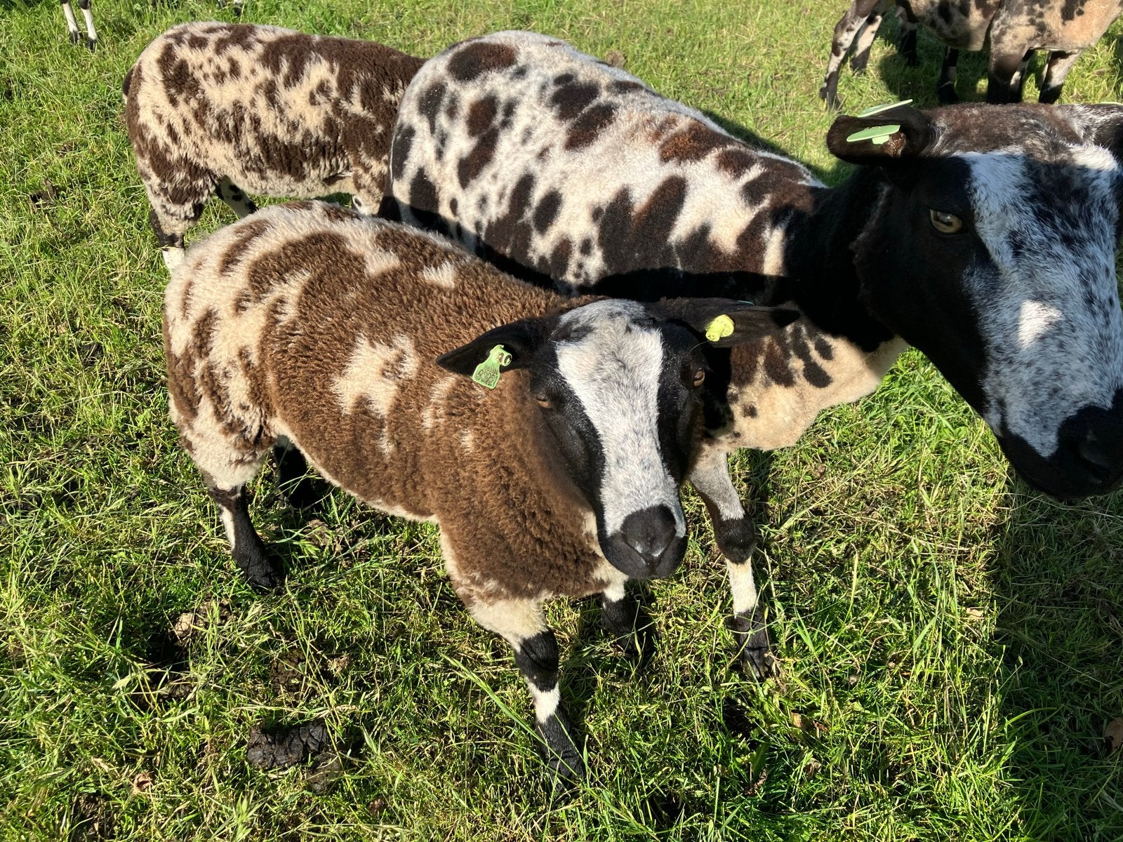 3 bonte (dek)rammen, Meerdere dieren, Schaap, 0 tot 2 jaar