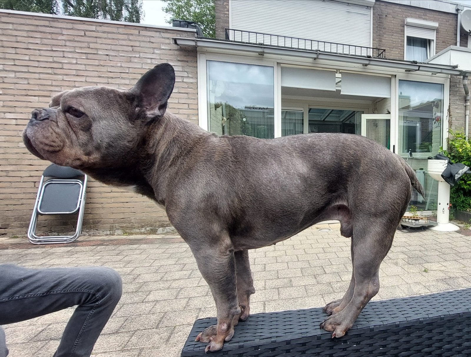 Franse bulldog zoekt gouden mandje, Dieren en Toebehoren, 6 jaar of ouder, Rabiës (hondsdolheid), Reu, Bulldog