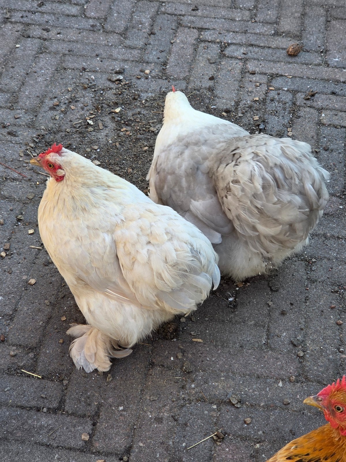 2 cochin kriel hennen, Dieren en Toebehoren, Pluimvee, Vrouwelijk, Kip