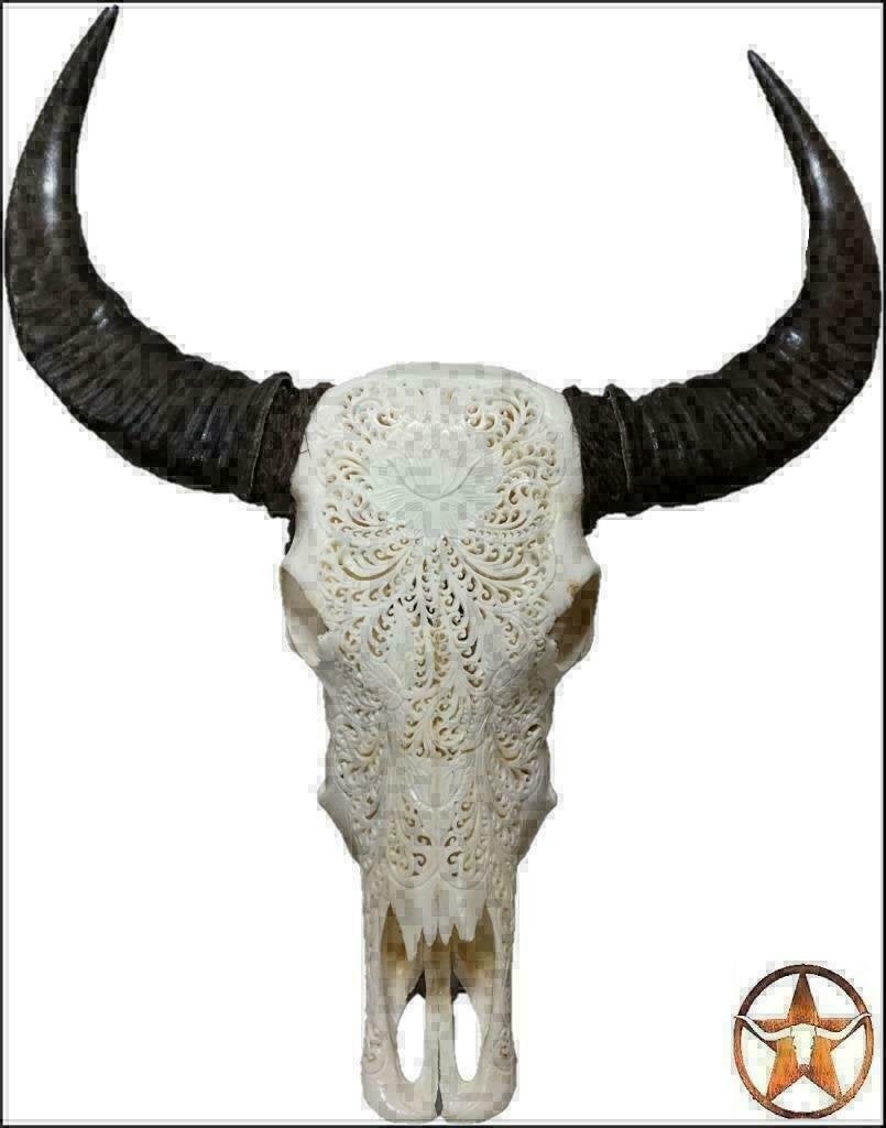 schedel, longhorn, insecten,vachten, decoratie, Verzamelen, Dierenverzamelingen, Ophalen of Verzenden, Nieuw, Boerderijdier, Schedel