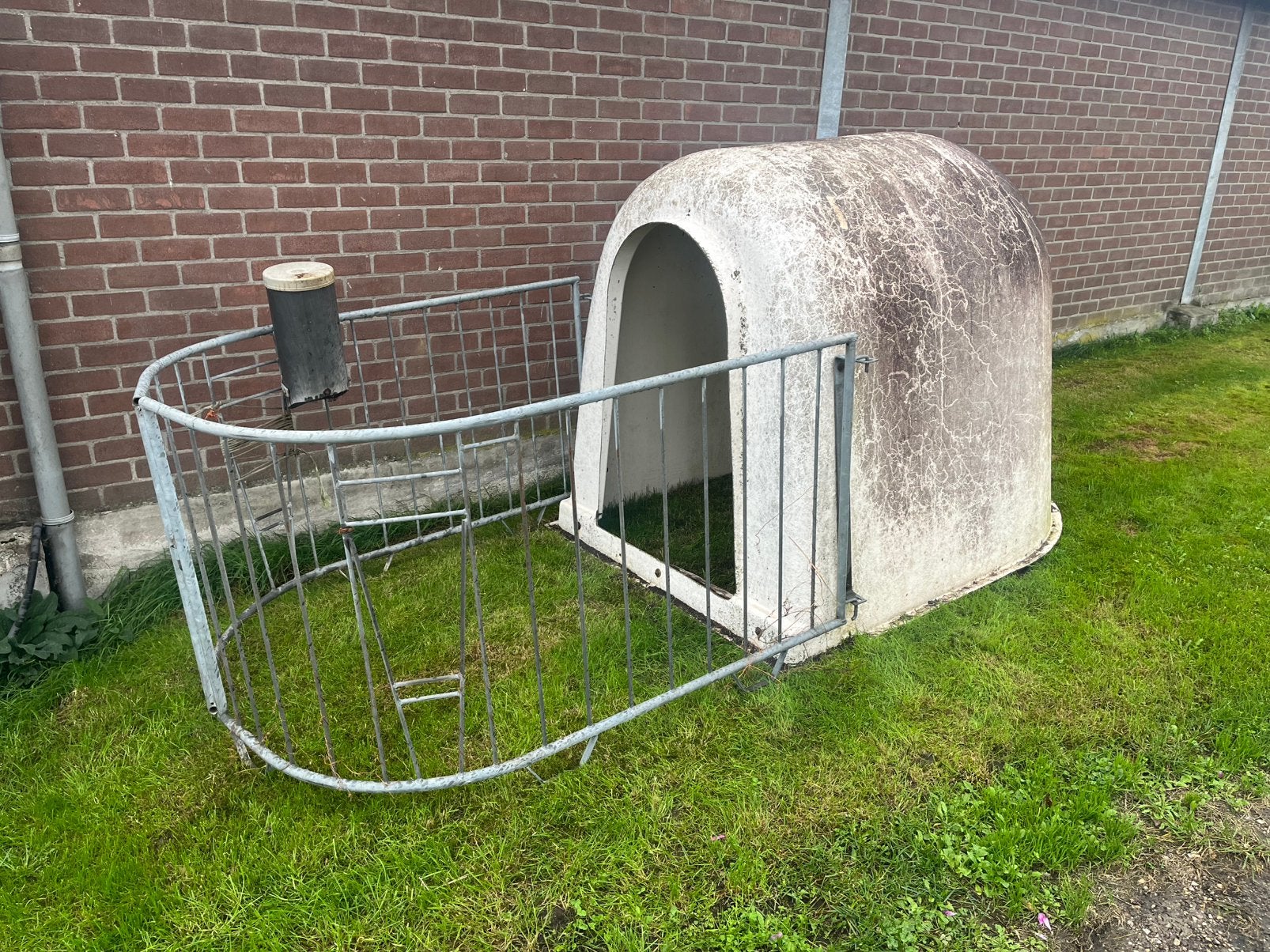 Kalveriglo met uitloop, Opfok
