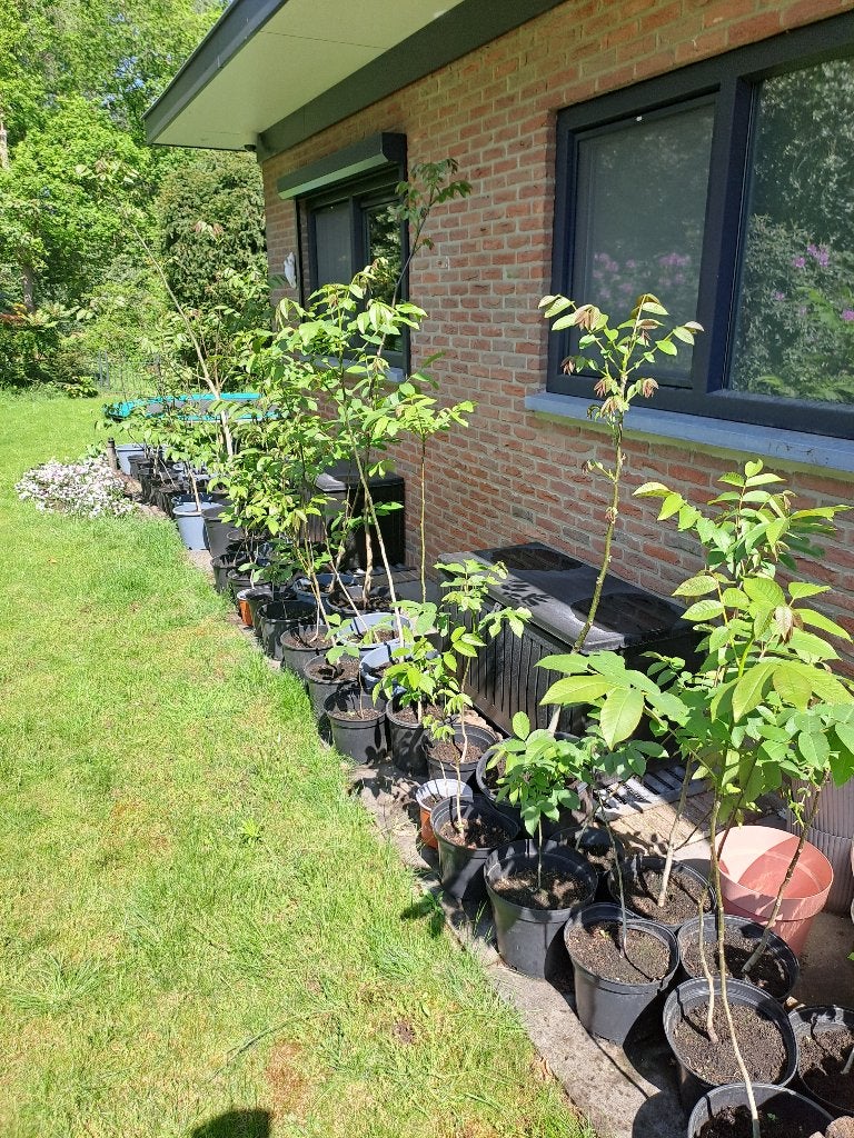 20 biologische walnotenbomen in pot., Bloeit niet, Overige soorten, 100 tot 250 cm, Ophalen
