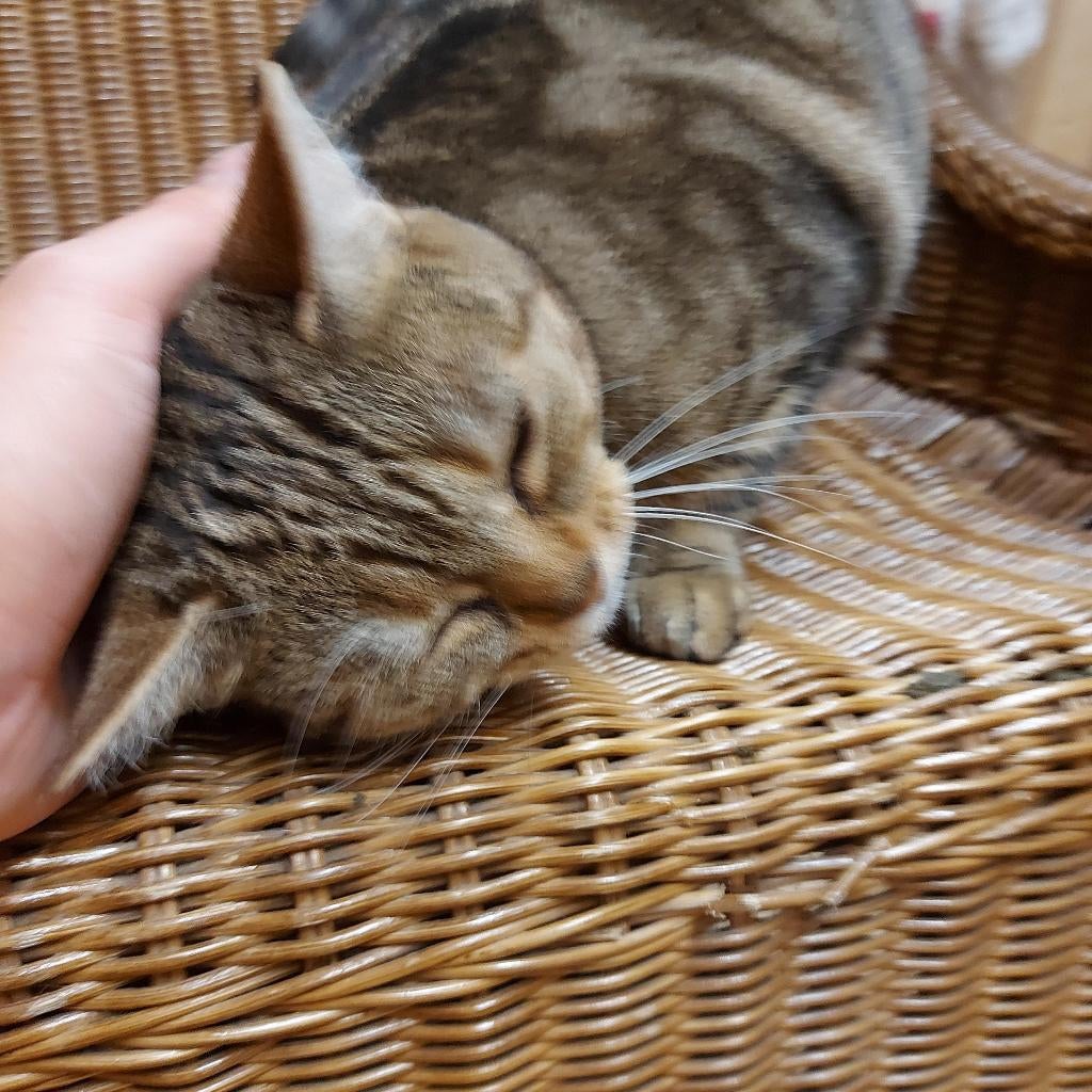 Liefdevolle kattenoppas - jij een zorgeloze vakantie!, Meerdere dieren