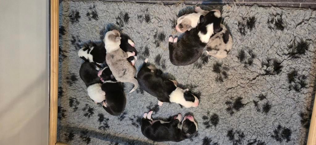 Whelch corgi cardigan pups, Overige rassen, 8 tot 15 weken, Meerdere, Meerdere dieren
