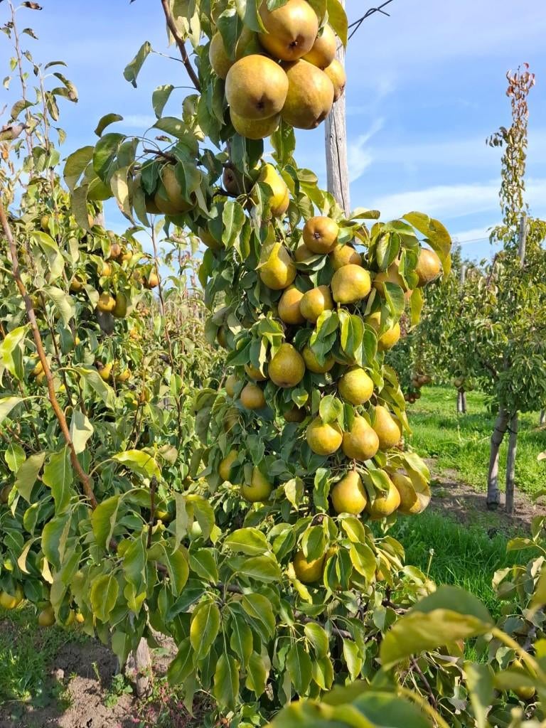 Perenbomen | Nu planten, dit najaar plukken, Ophalen, Lente, Volle zon, 100 tot 250 cm