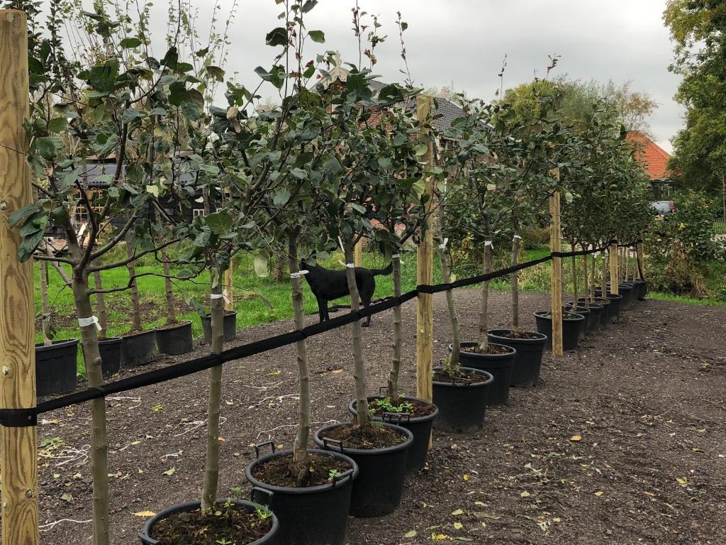 Fruitbomen Bomen in pot -  uitgebreid assortiment vanaf 65., Tuin en Terras, Planten | Fruitbomen, Ophalen, Minder dan 100 cm