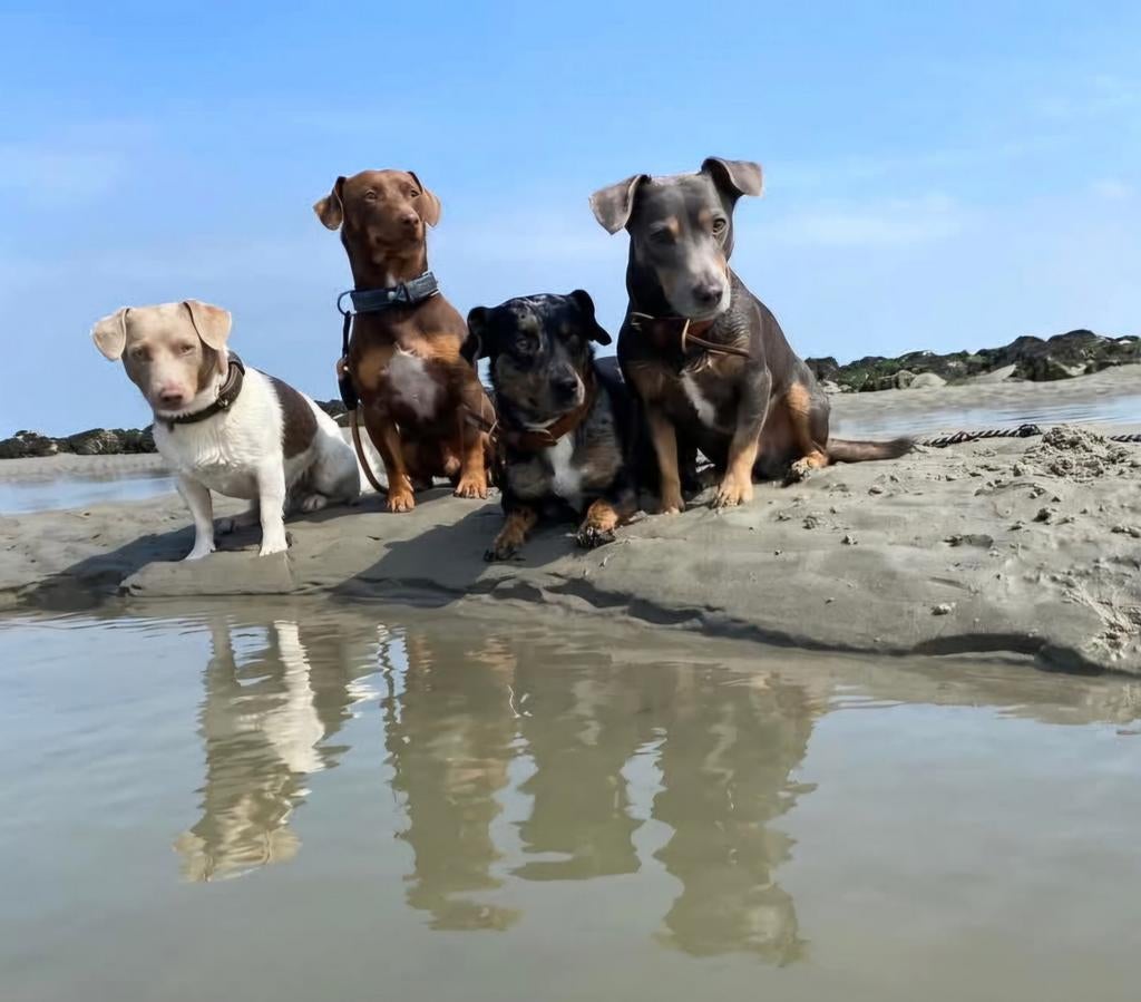 Jack Russell Blue merle, blue and tan, Lilac and tan dekreu, Reu, 1 tot 2 jaar, Parvo, Eén hond