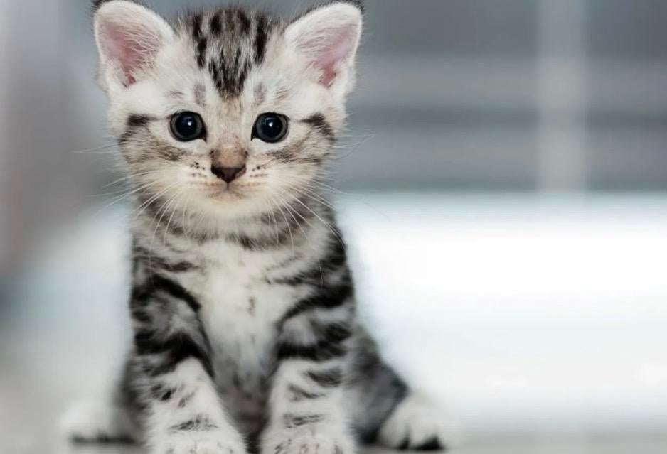 Opzoek naar een kitten, Ophalen of Verzenden