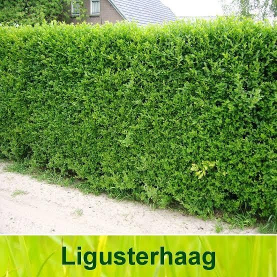 Liguster ovalifolium haagplanten. P9 plantgoed haag., Overige soorten, Vaste plant, Ophalen of Verzenden, Halfschaduw
