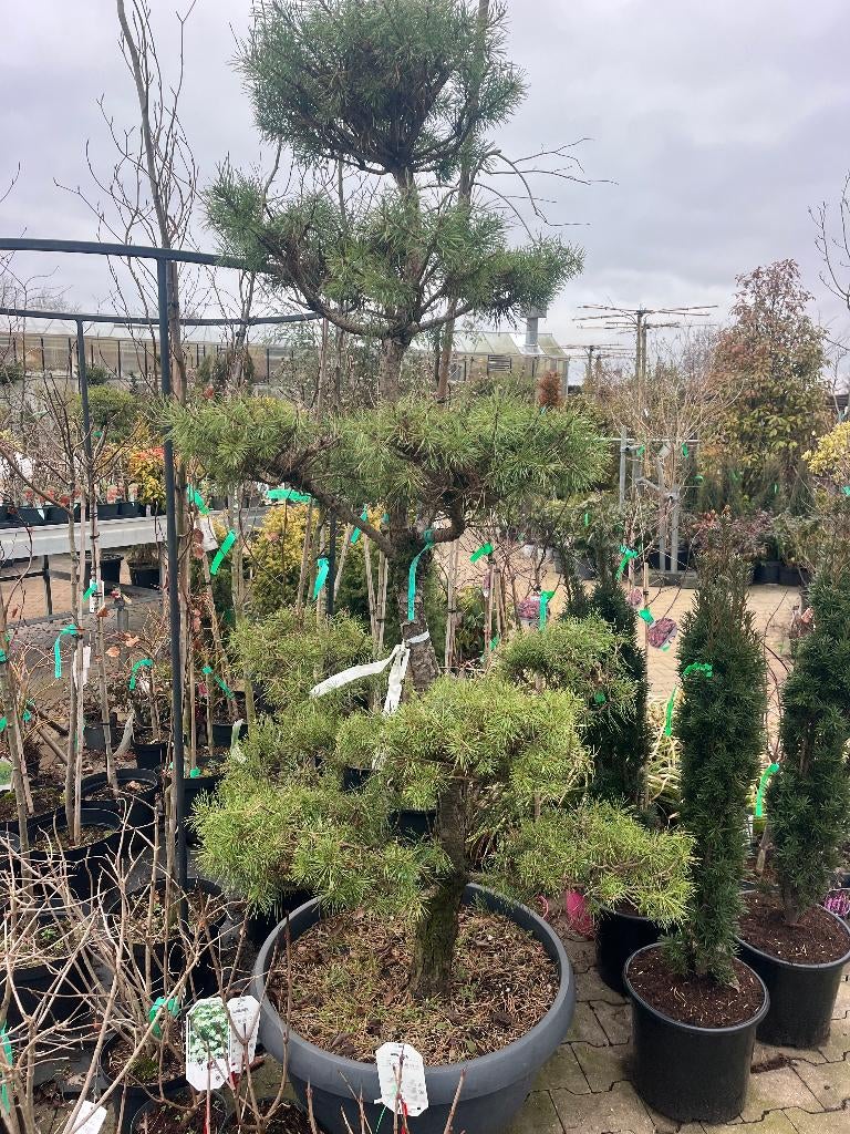 BONSAI tuin,   Bonsai PINUS,   exclusief  POM POM, Volle zon, Vaste plant, Bloeit niet, Ophalen