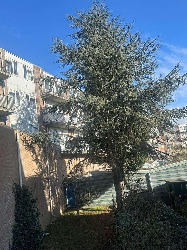 Gratis boom te kappen in Rotterdam, Tuin en Terras, Planten | Bomen, Volle zon, Bloeit niet, 400 cm of meer, Overige soorten