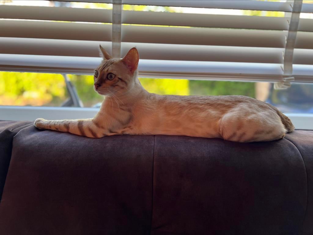 100% Bengaalse Dekkater Snow Lynx Bengaal, 0 tot 2 jaar