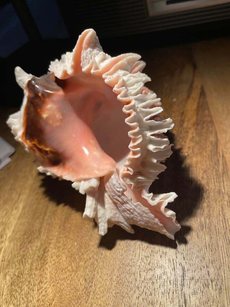 Mooie grote Murex Zeeslak met diepere Roze kleurig, Ophalen of Verzenden, Schelp(en)