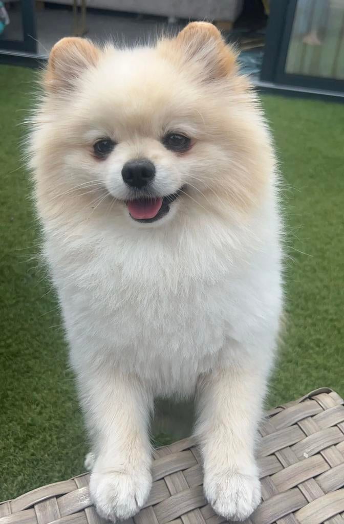 Dek Reu (Pablo zelf is niet te koop!!), Dieren en Toebehoren, Reu, CDV (hondenziekte), Eén hond, 3 tot 5 jaar