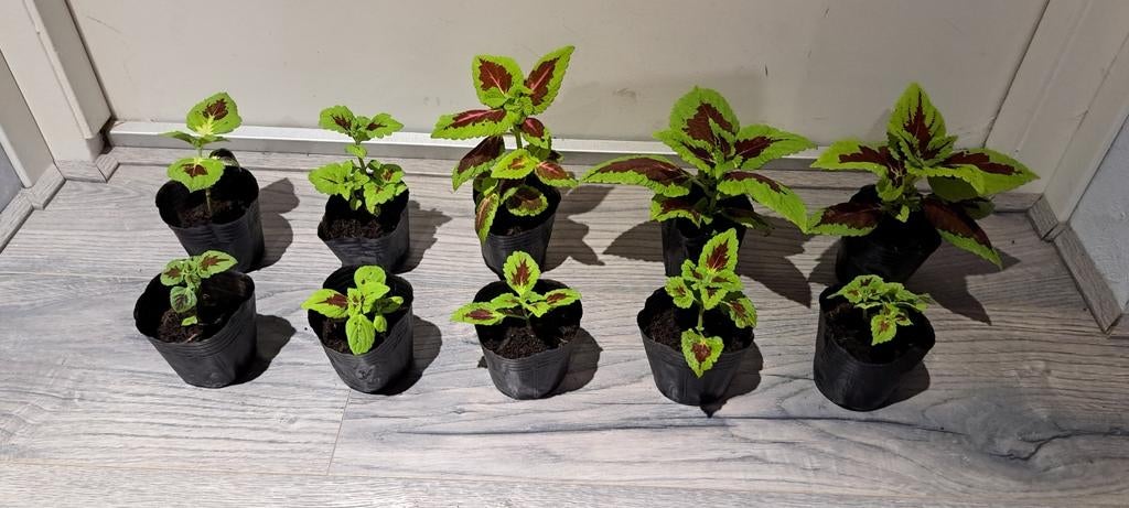 Kamerplant Coleus Rainbow Flower(plectranthus
scutellarioide, Bloeiende kamerplant, Ophalen of Verzenden, Halfschaduw, Minder dan 100 cm