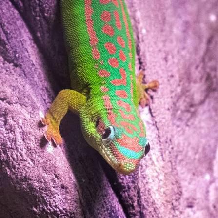 Gezocht Phelsuma Cepediana man, Dieren en Toebehoren, Reptielen en Amfibieën, 0 tot 2 jaar