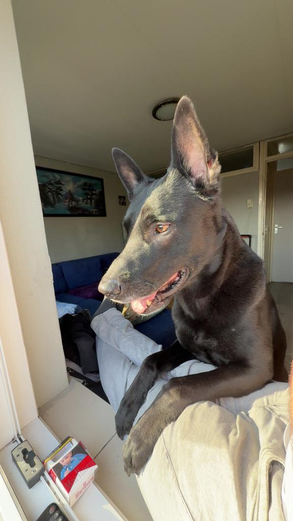 Dekreu zwarte  mechelse herder, Parvo, Eén hond, 3 tot 5 jaar, Nederland