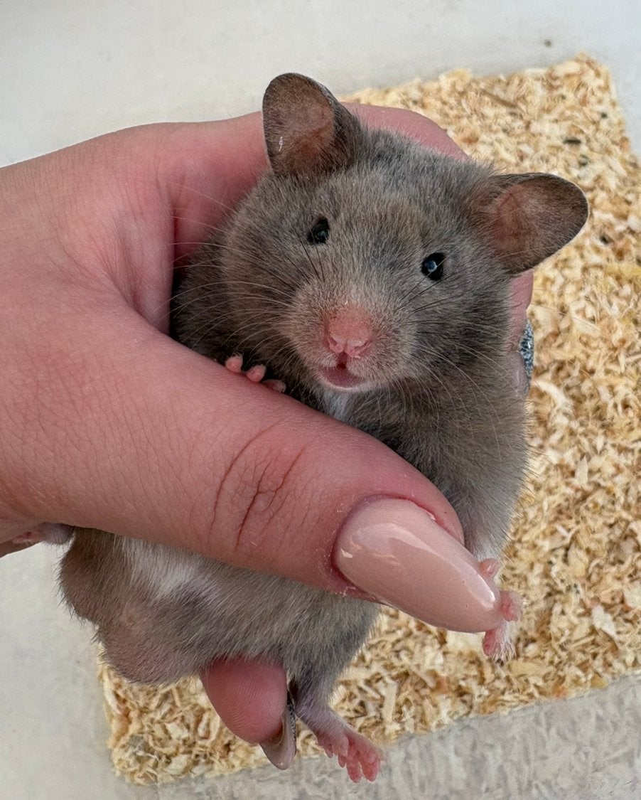 Goudhamster, Dieren en Toebehoren, Hamster, Augustus, Mannelijk, Tam