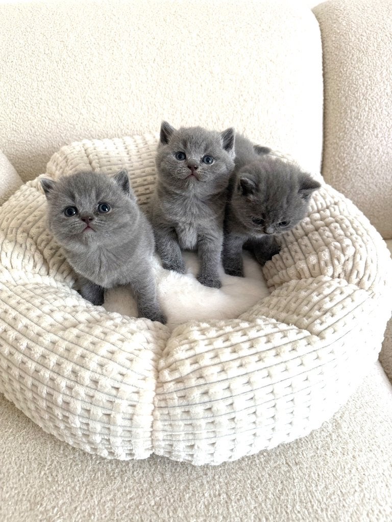 Britse Korthaar kittens zoeken straks hun gouden mandje, Dieren en Toebehoren, Katten en Kittens | Raskatten | Korthaar, Meerdere dieren